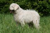 KOMONDOR 053